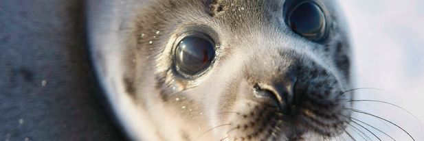 ChefsForSeals's profile banner image