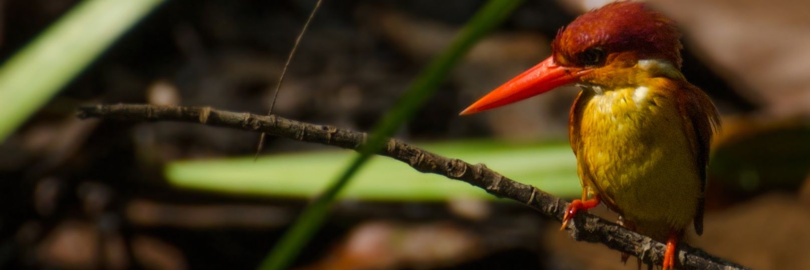 putrahulu's profile banner image