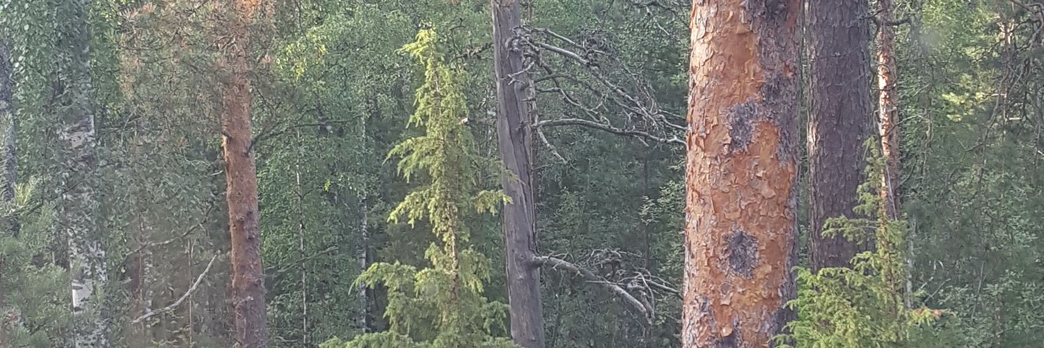 TeroHAT's profile banner image