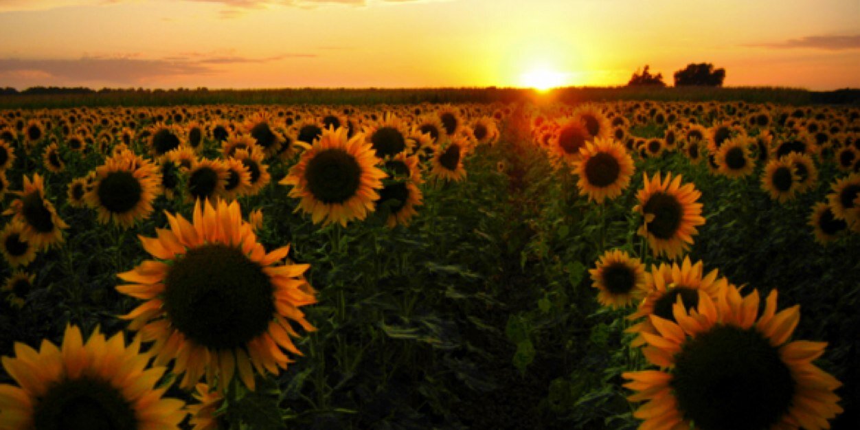JULIARONDY's profile banner image