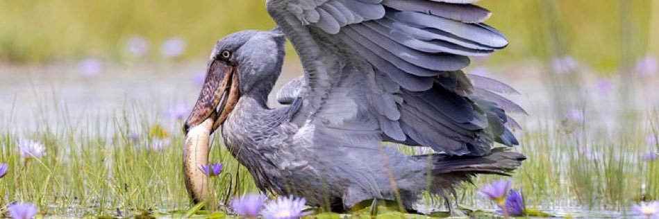 正気の沙汰ノペルカも金次第 banner