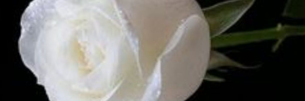 Tamborras🎗️ banner