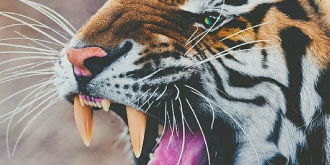 JordanRuffles9's profile banner image