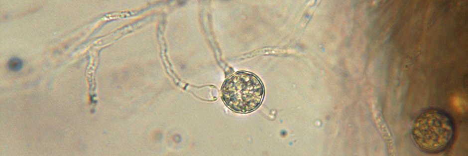 Mary Ann Hansen banner