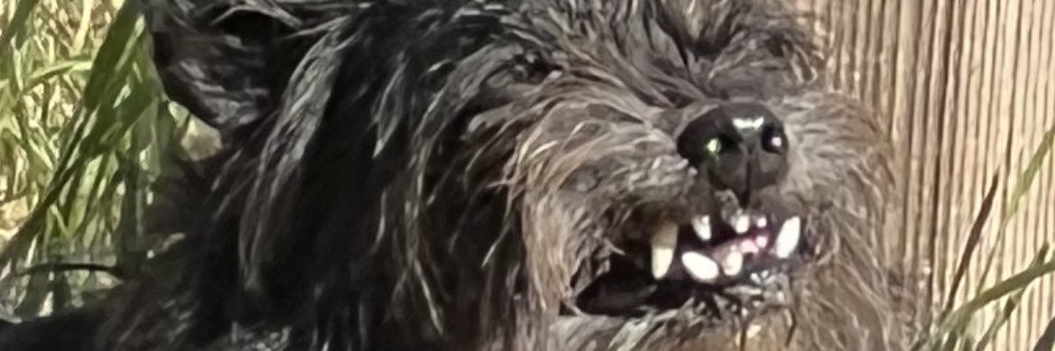spl00py's profile banner image