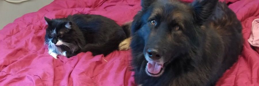 ||☆|| Eugènia🐜 banner