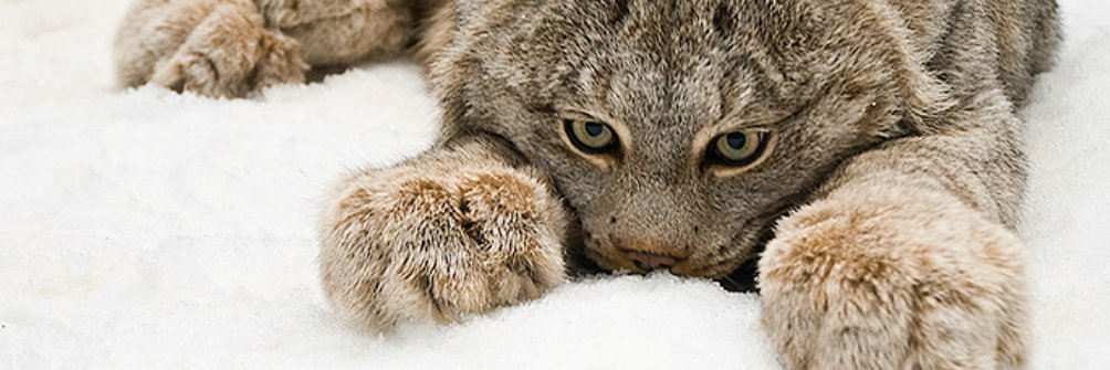 LynxWildcat banner