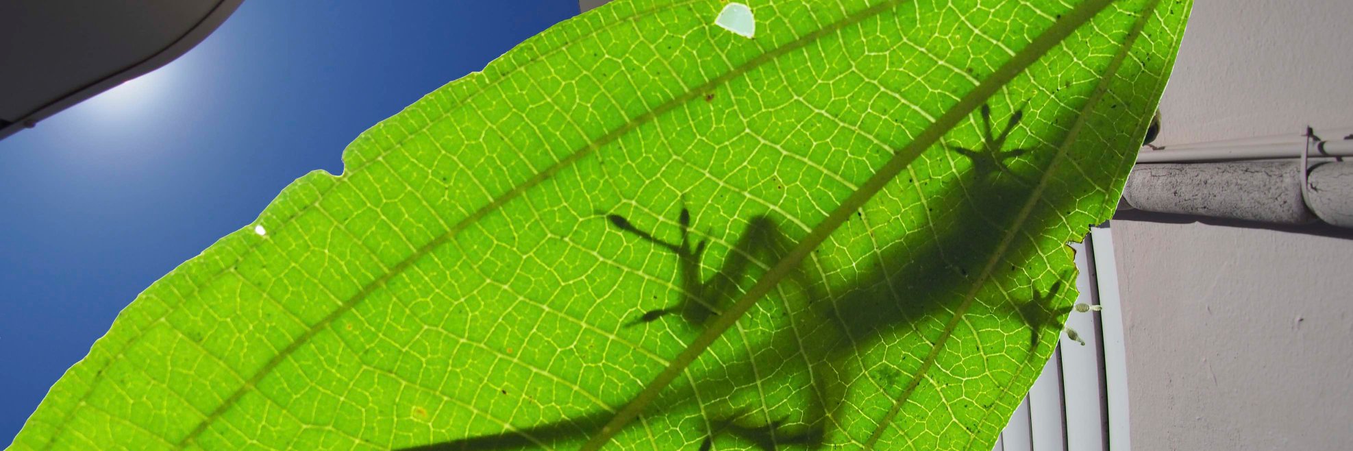 Kristin Winchell banner