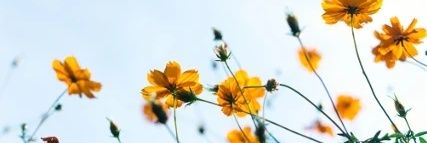 Tanzy051842's profile banner image
