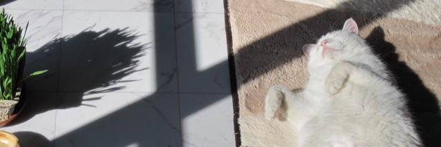 kucingnyanko's profile banner image