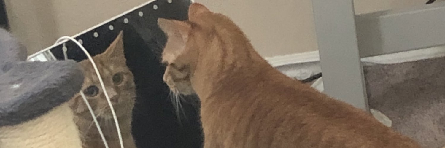 MorochaColocha's profile banner image