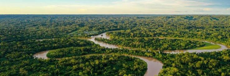 Papagaio encantado banner