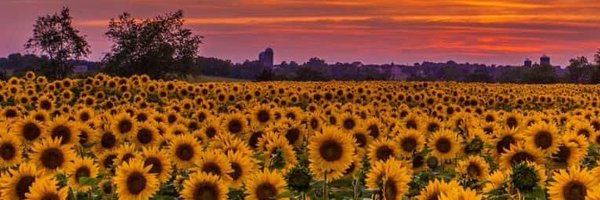 _tayloralisonxo Profile Banner