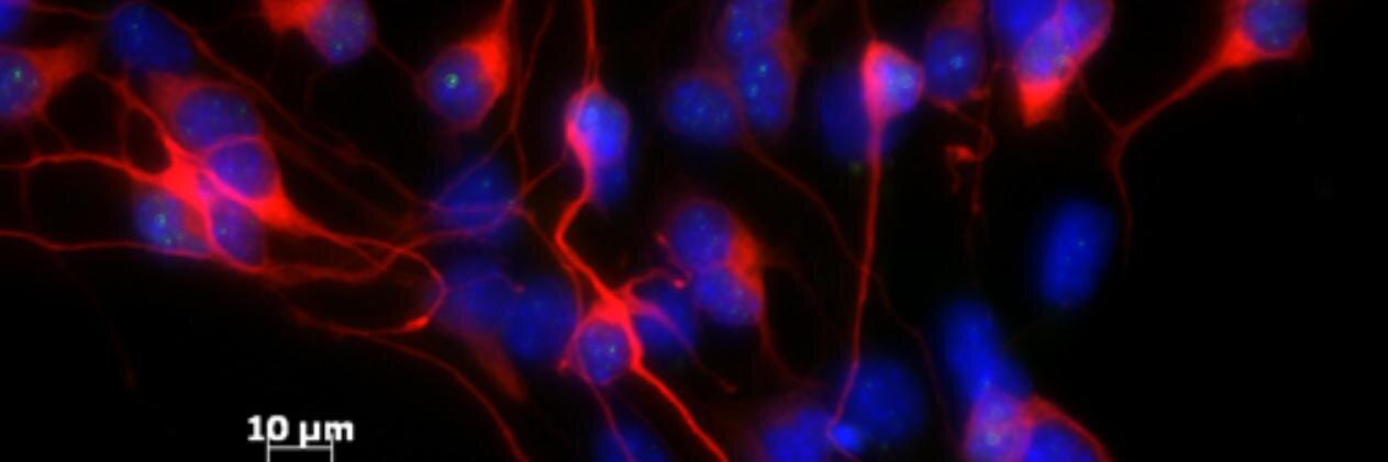 Dr. Tora K. Smulders-Srinivasan 🔬PhD 👩🏾‍🔬 banner