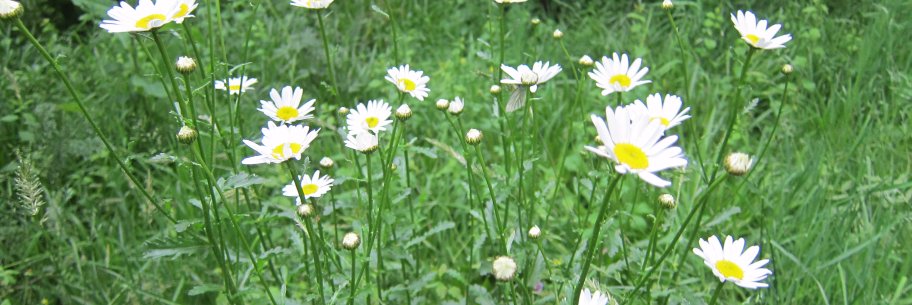 BiodiversitybyDesign banner