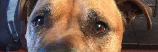 jane sutherland banner