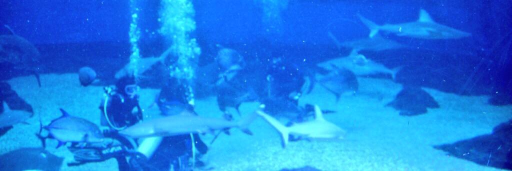 TrdShark's profile banner image