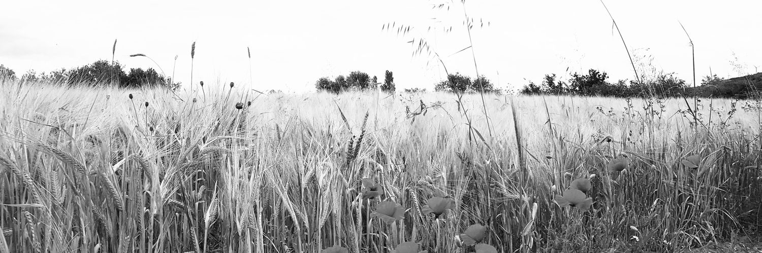 David_Pascual's profile banner image