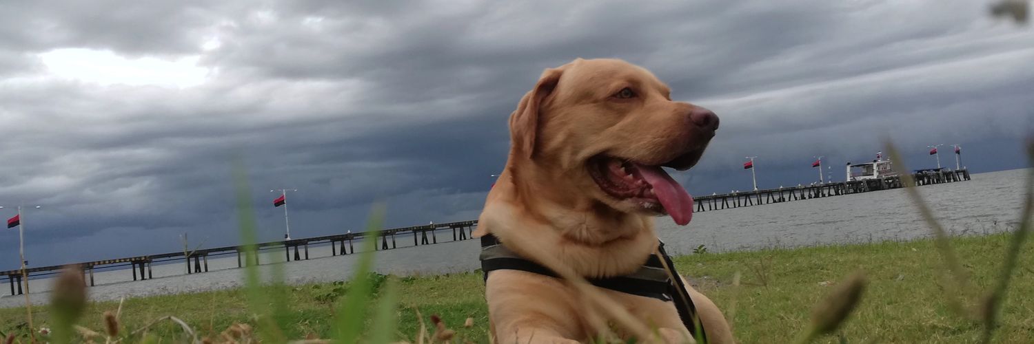 amoamarley's profile banner image