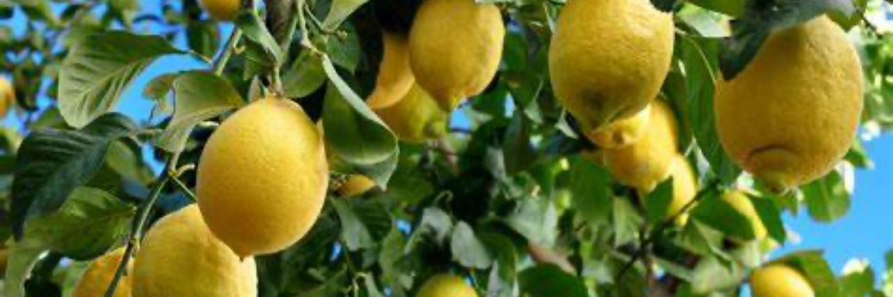 oltamadi_2's profile banner image