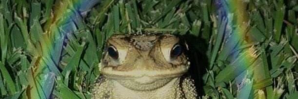 fairytoad's profile banner image