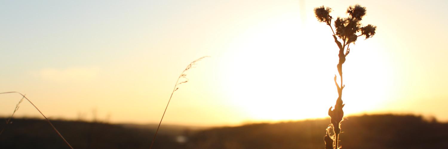 LauraRunne's profile banner image