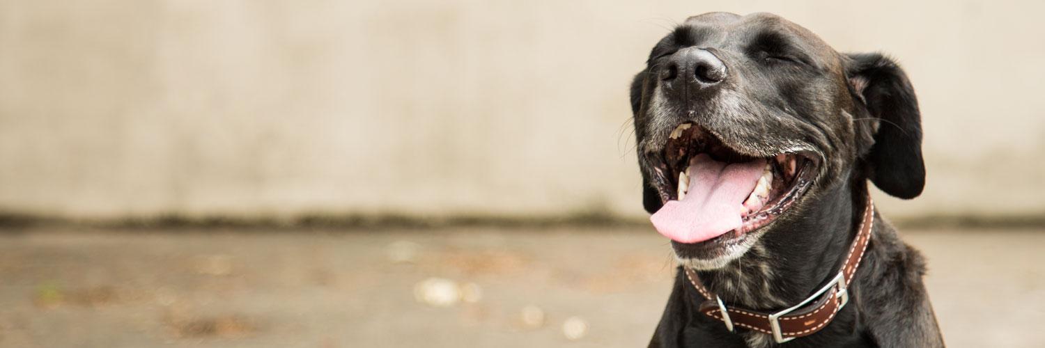 dogids's profile banner image
