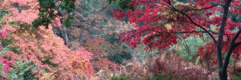 Dr Jeni Reeve banner