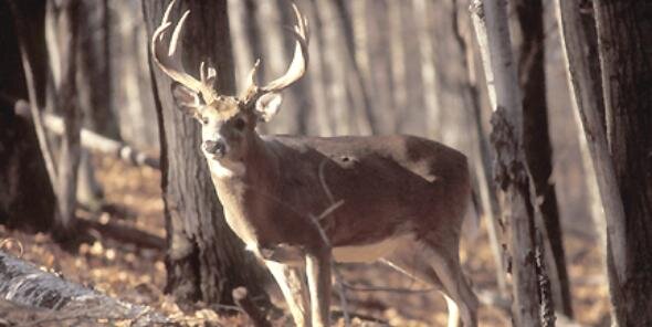 ISOwhitetails's profile banner image