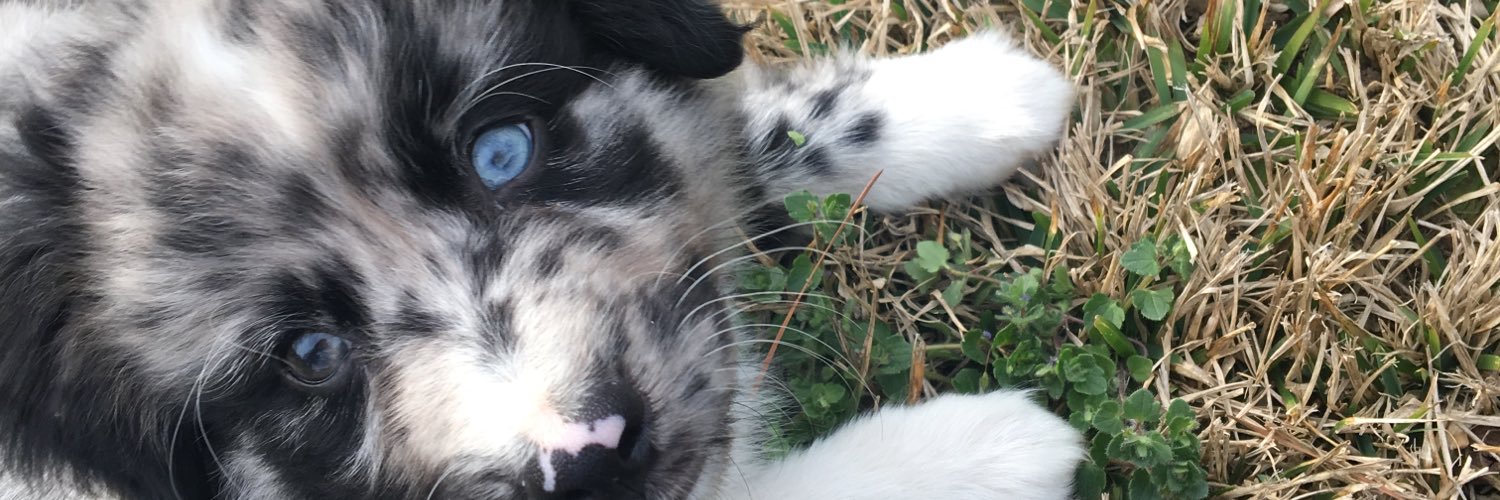 mauiminiaussie's profile banner image