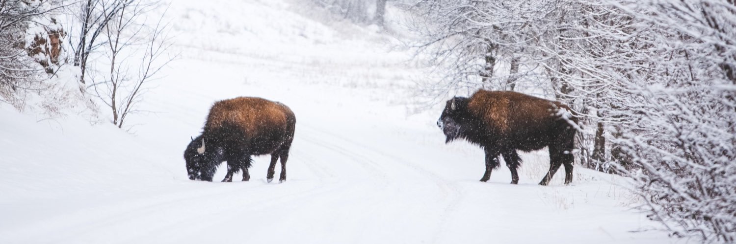 Steve Flanery banner
