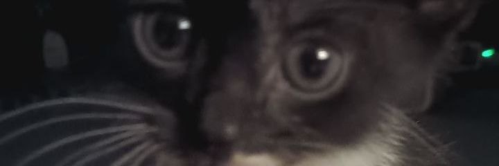 What Have I Become? banner