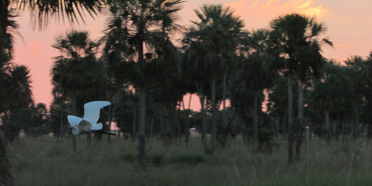 Sebastián Acha banner