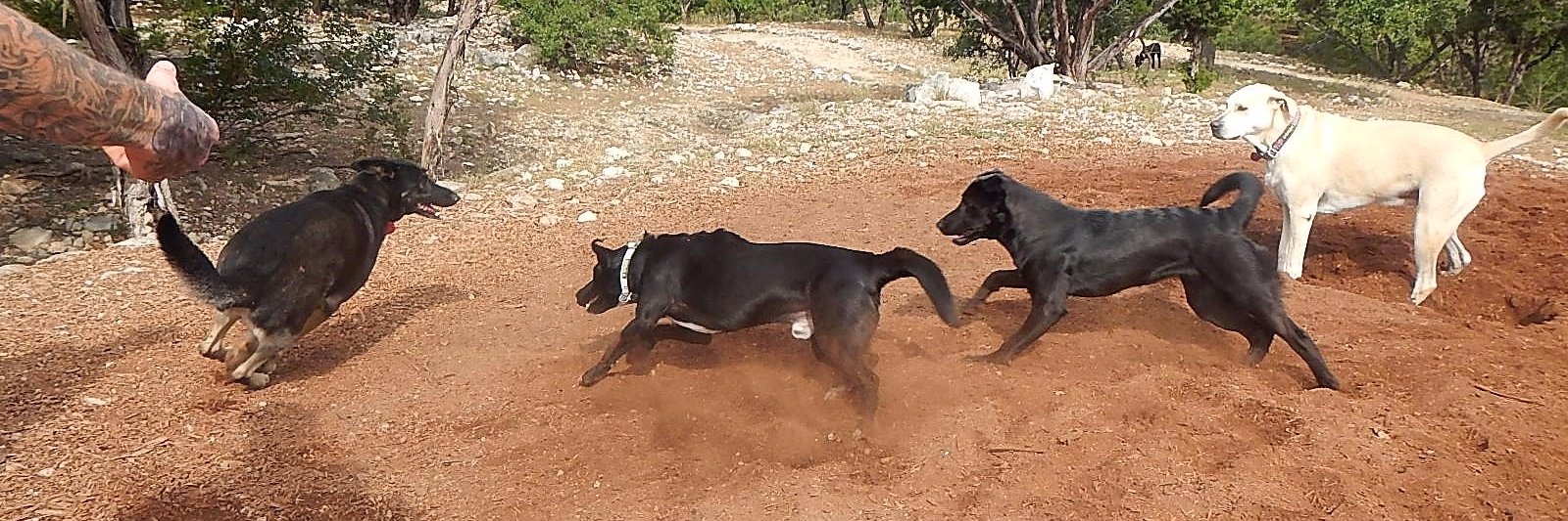 A to Z Dog Ranch (@atozdogranch) / Posts / X