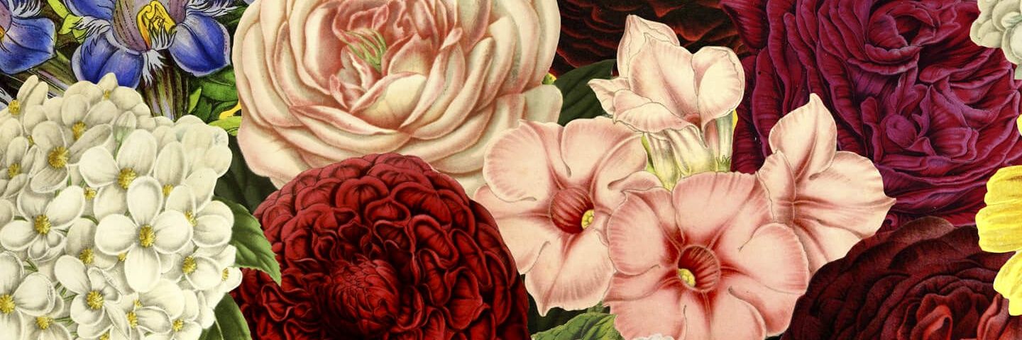 Ami Berg 🍬 banner