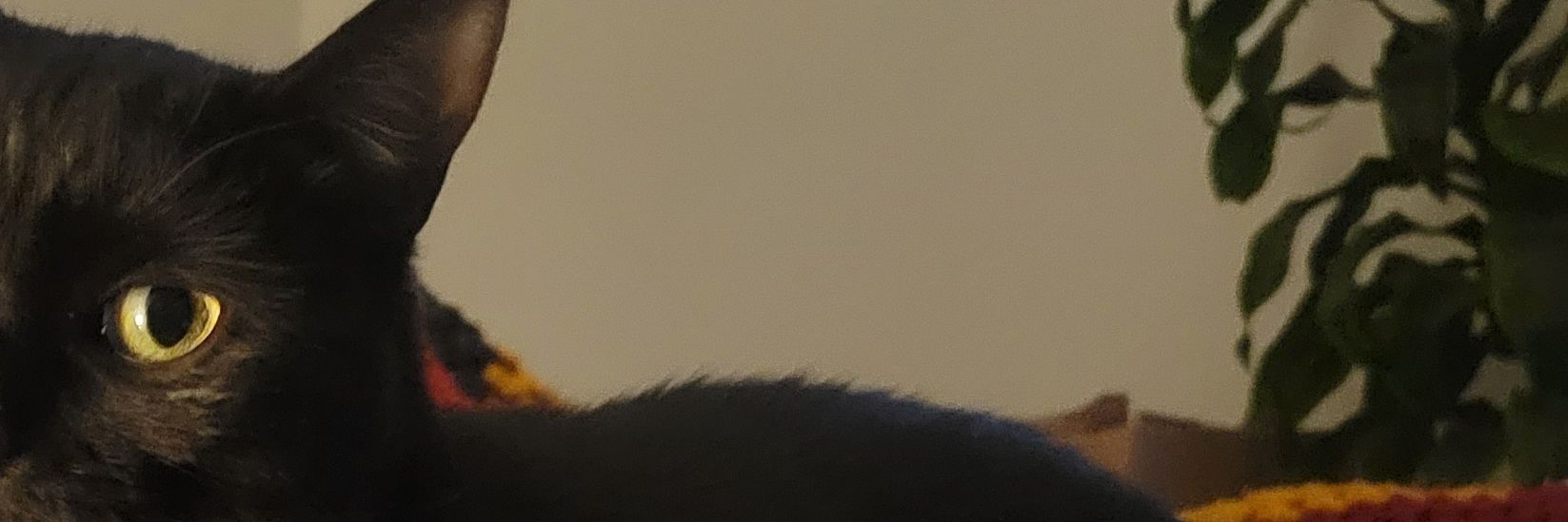 umfrumBKny's profile banner image
