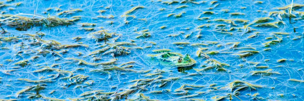 Francesco Narracci banner