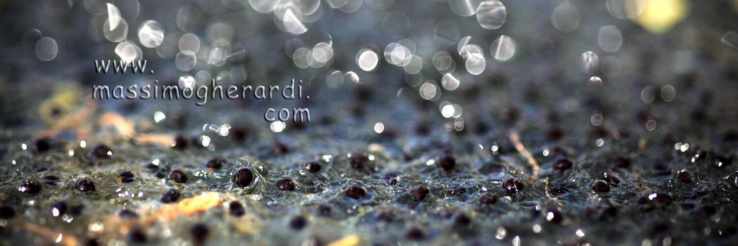 Massimo Gherardi banner