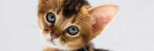 la bonne fée☆★☆★🦋 banner