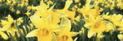 ContFruitsTavistock banner