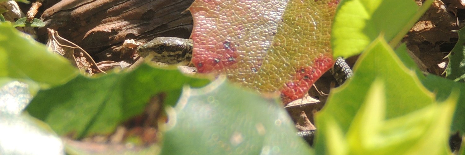 Missjazzou's profile banner image