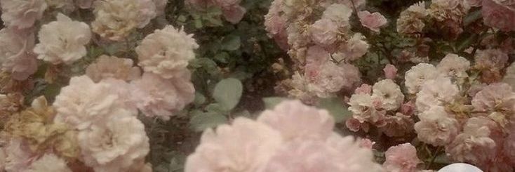 Wei Branch Marie Antoniette banner