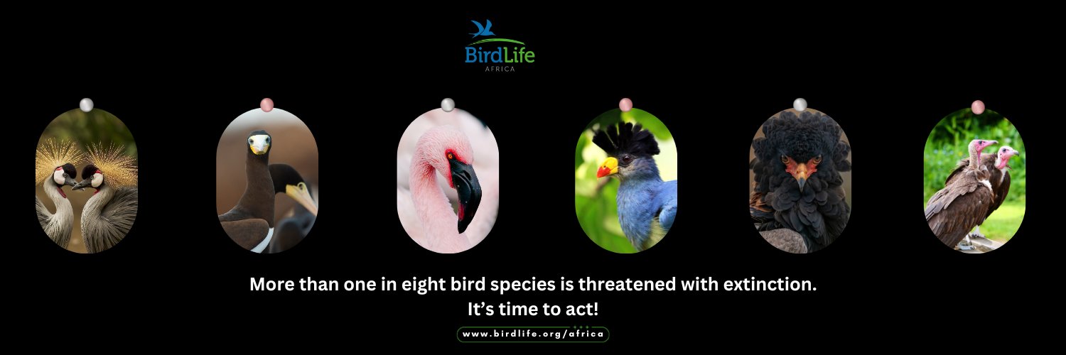 BirdLife Africa Profile Banner