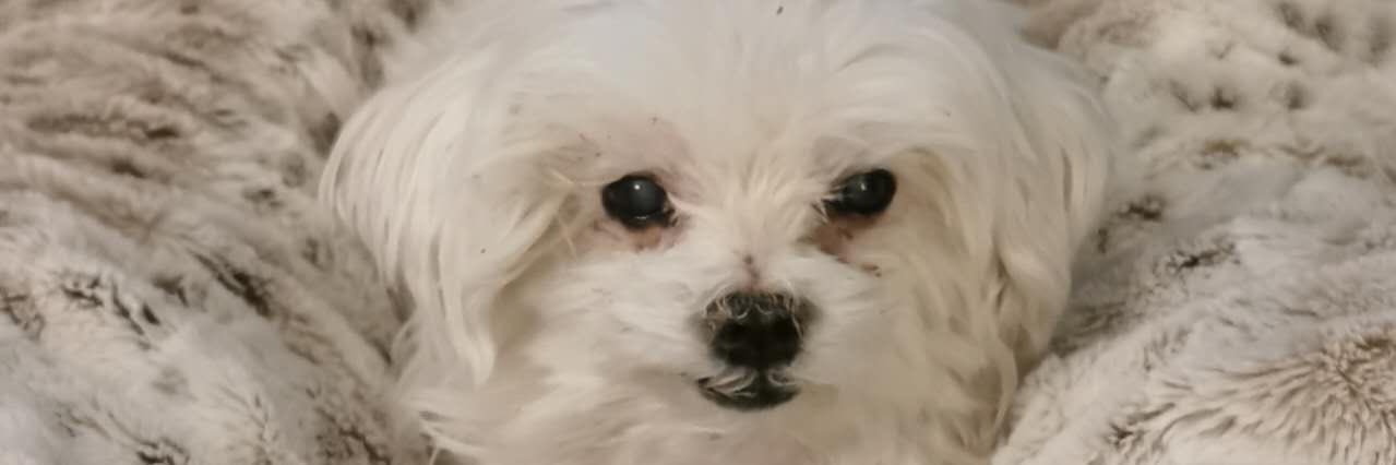 mle_uwu's profile banner image