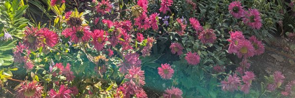 MsAniskoClutton Profile Banner