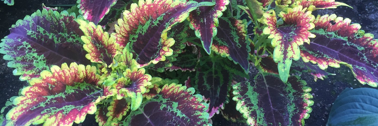 Alexander Eastman banner