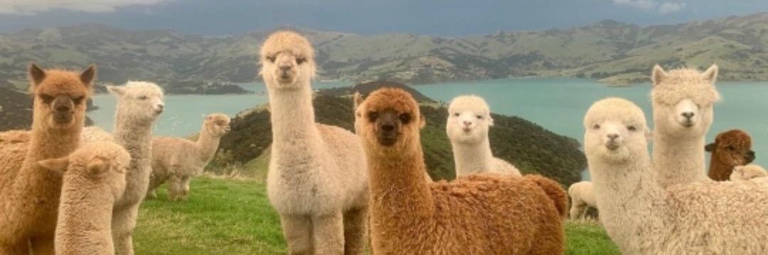 Alala8Am's profile banner image