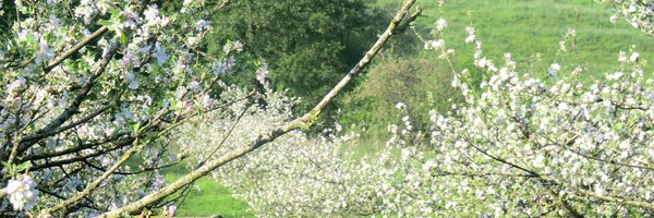 TemplarsCider Profile Banner