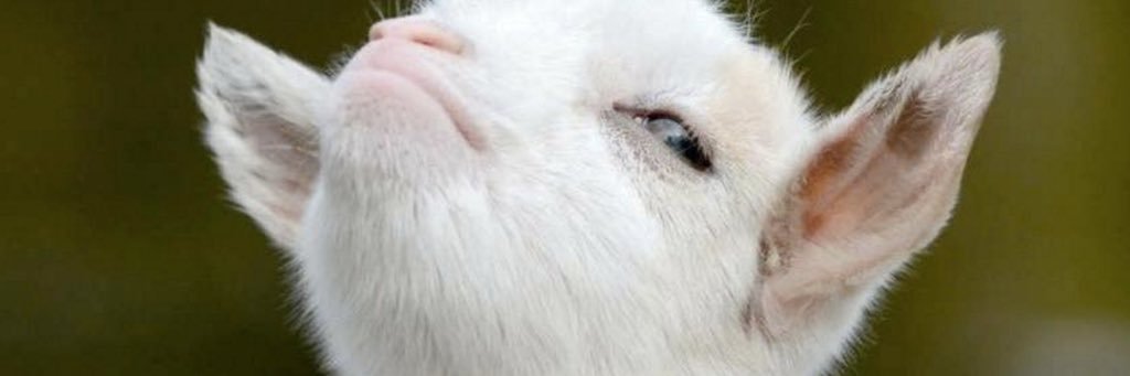 gregniera's profile banner image