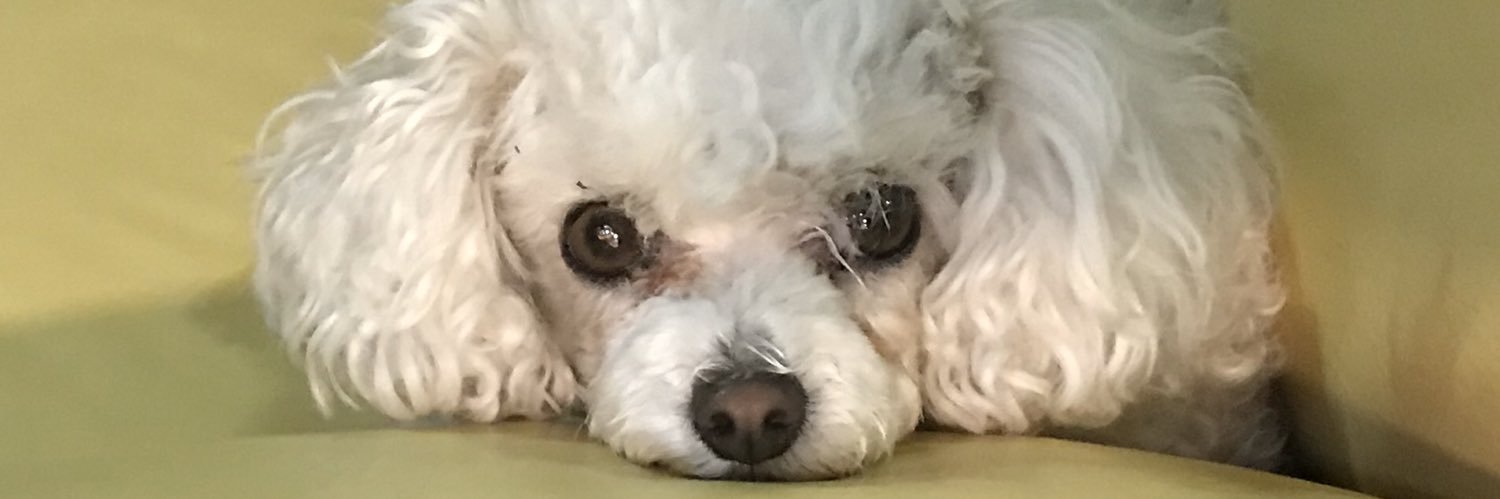 ✨✨🍓lover 🐩💕 banner